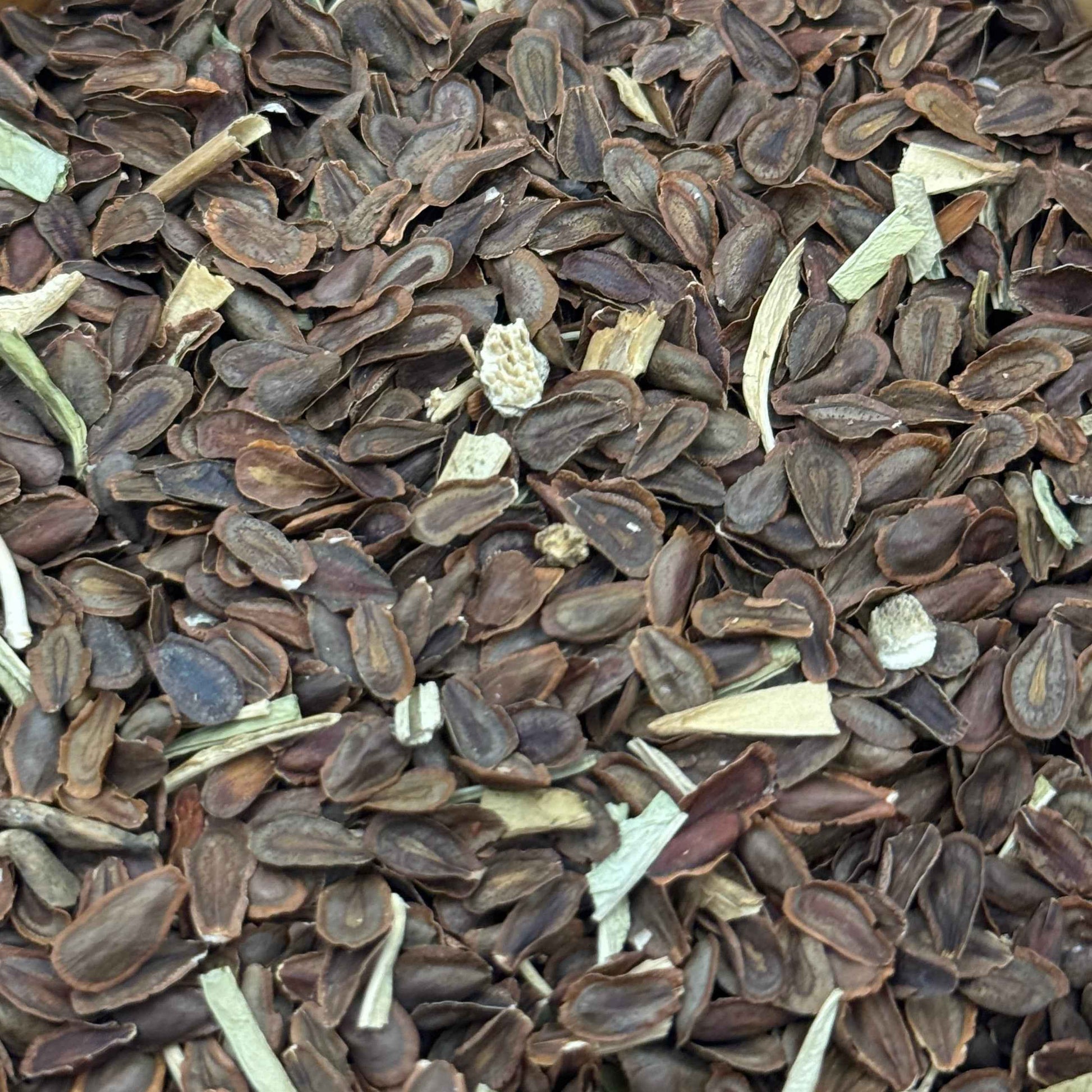 Asclepias fascicularis - Narrow-leaf milkweed seed closeup