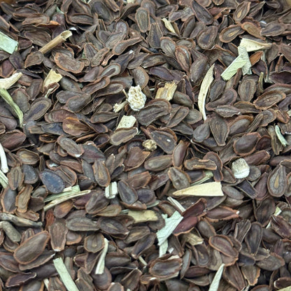 Asclepias fascicularis - Narrow-leaf milkweed seed closeup