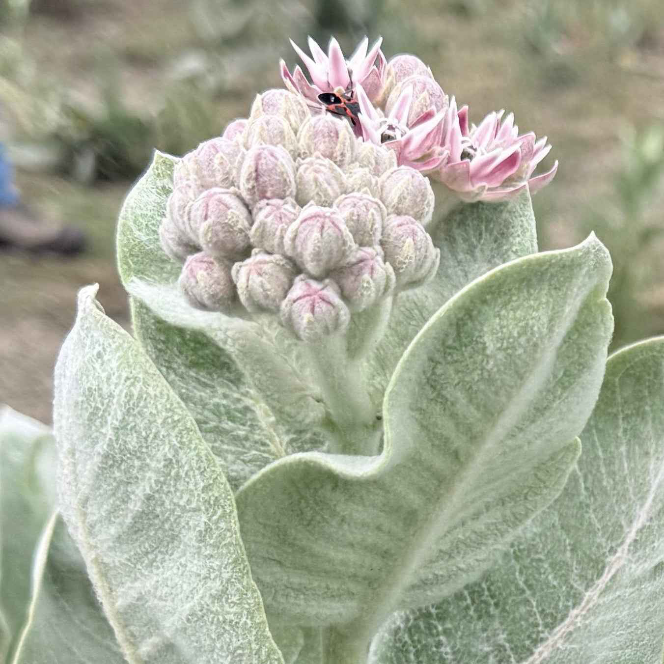 Asclepias speciosa - Showy Milkweed