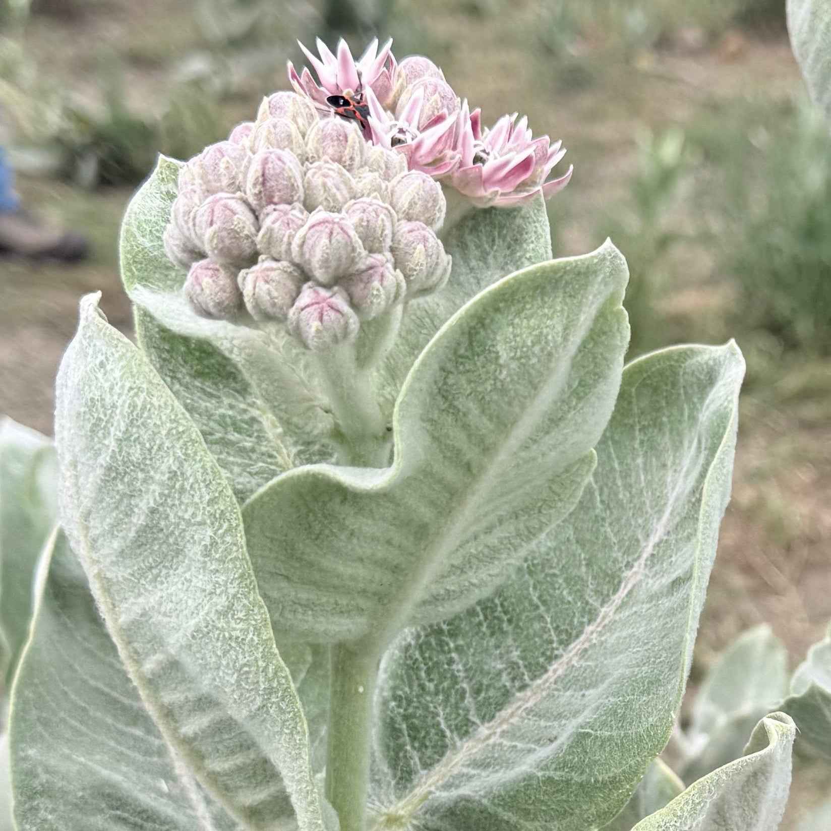 Asclepias speciosa - Showy Milkweed