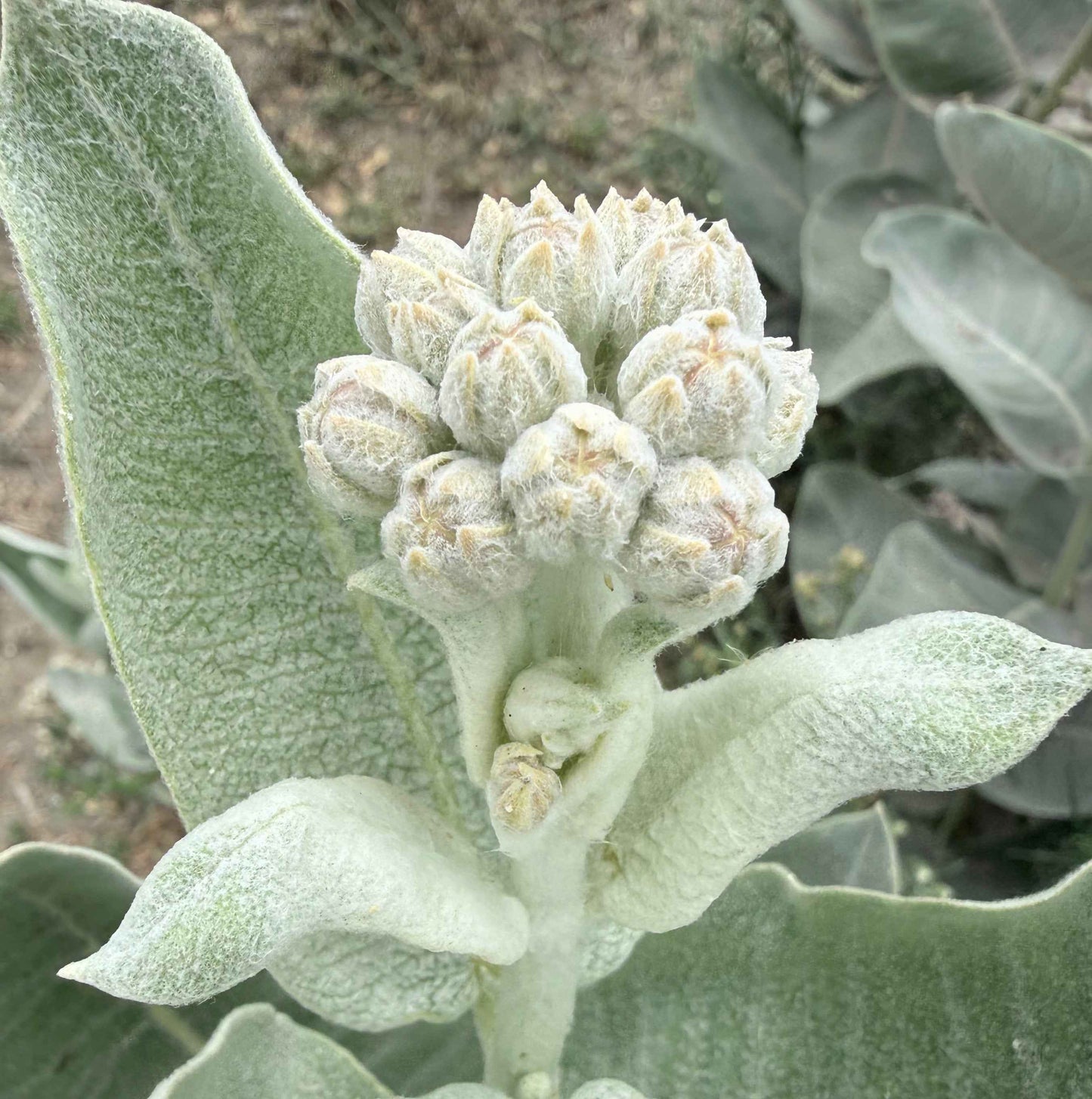Asclepias speciosa - Showy Milkweed