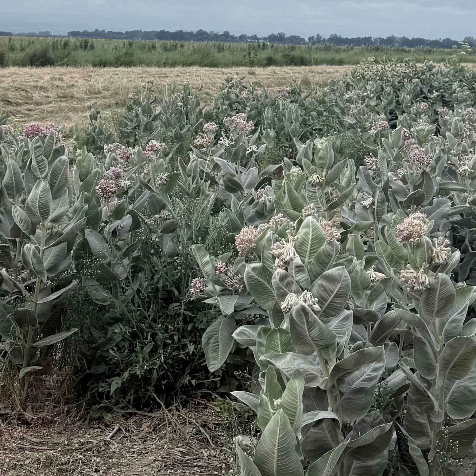Asclepias speciosa - Showy Milkweed