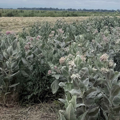 Asclepias speciosa - Showy Milkweed