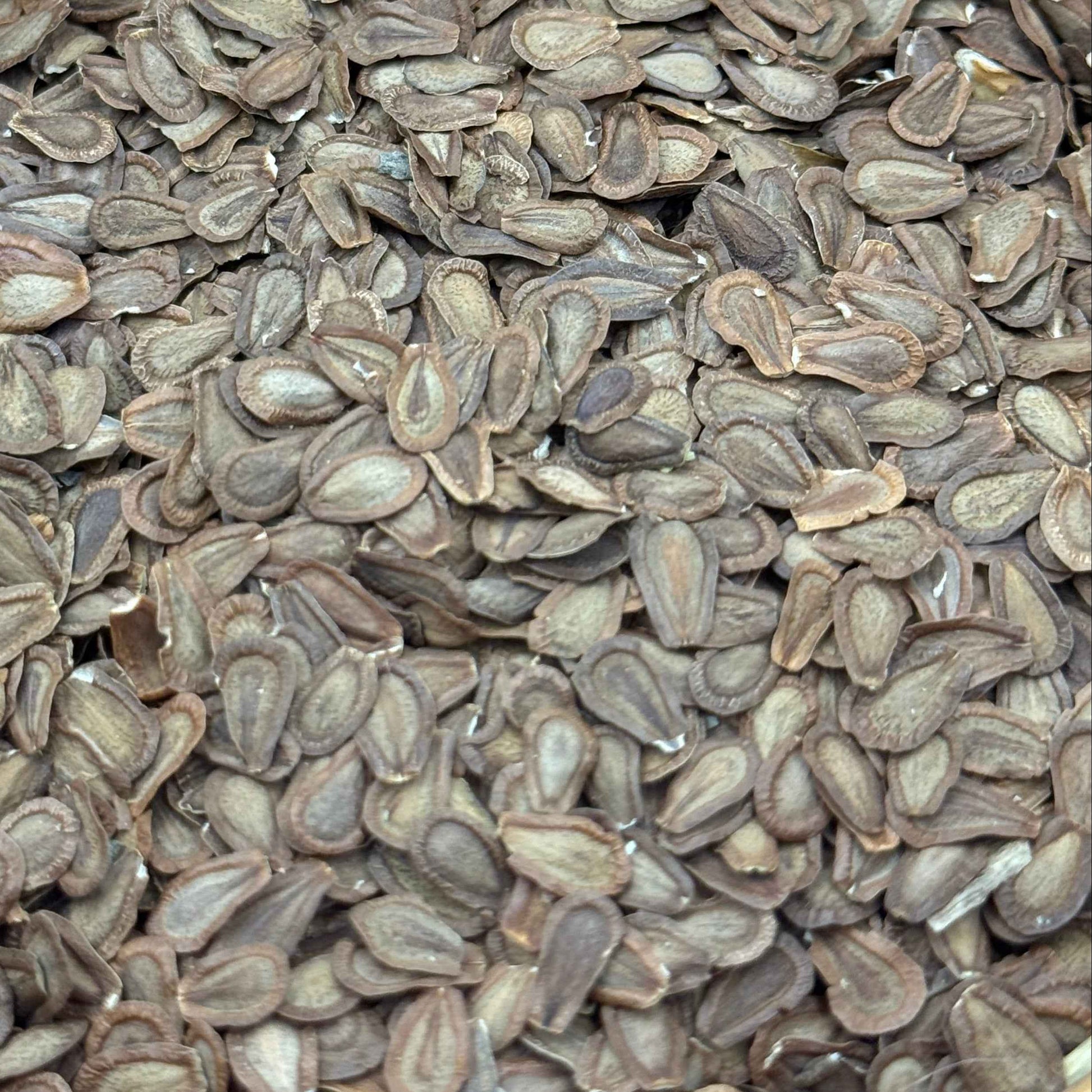 Asclepias speciosa - Showy Milkweed seed closeup