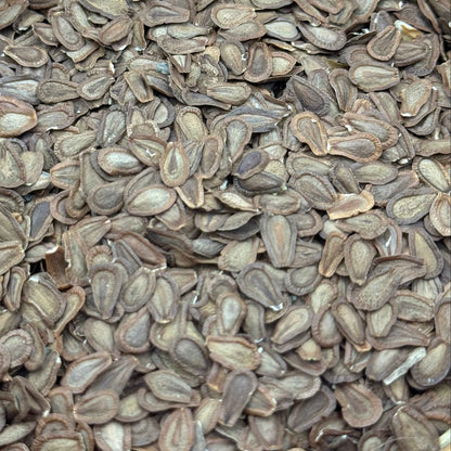 Asclepias speciosa - Showy Milkweed seed closeup