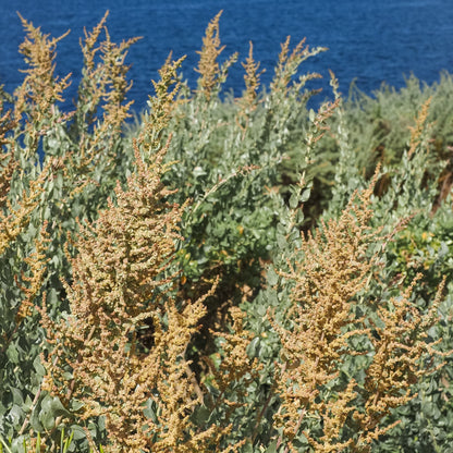 Quailbush (Atriplex lentiformis)
