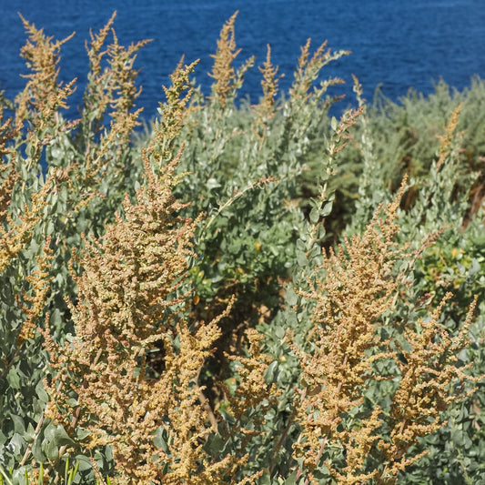 Quailbush (Atriplex lentiformis)