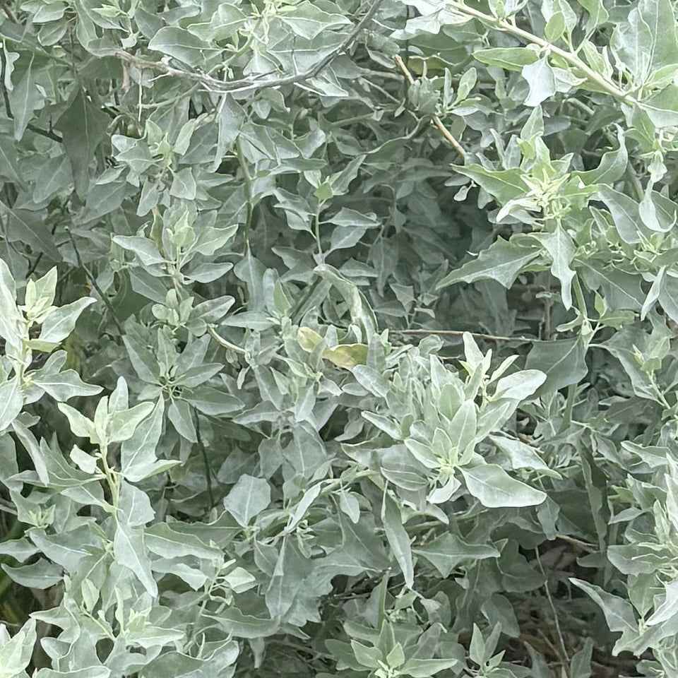 Atriplex lentiformis - Quailbush