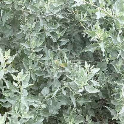 Atriplex lentiformis - Quailbush