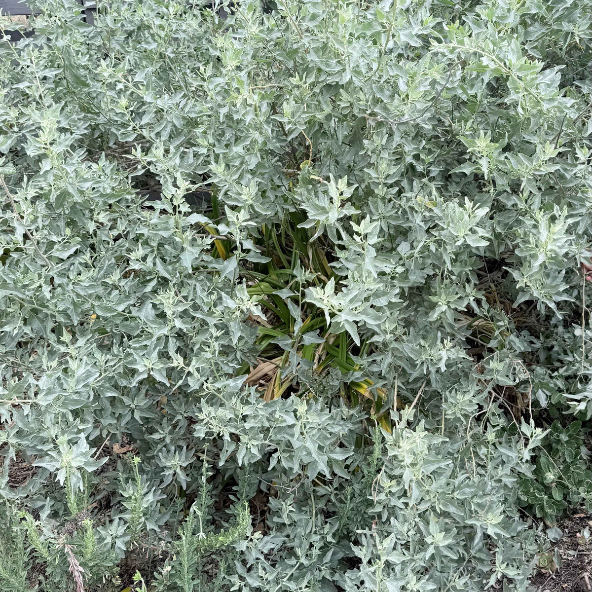 Atriplex lentiformis - Quailbush