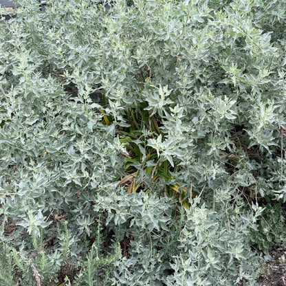 Atriplex lentiformis - Quailbush