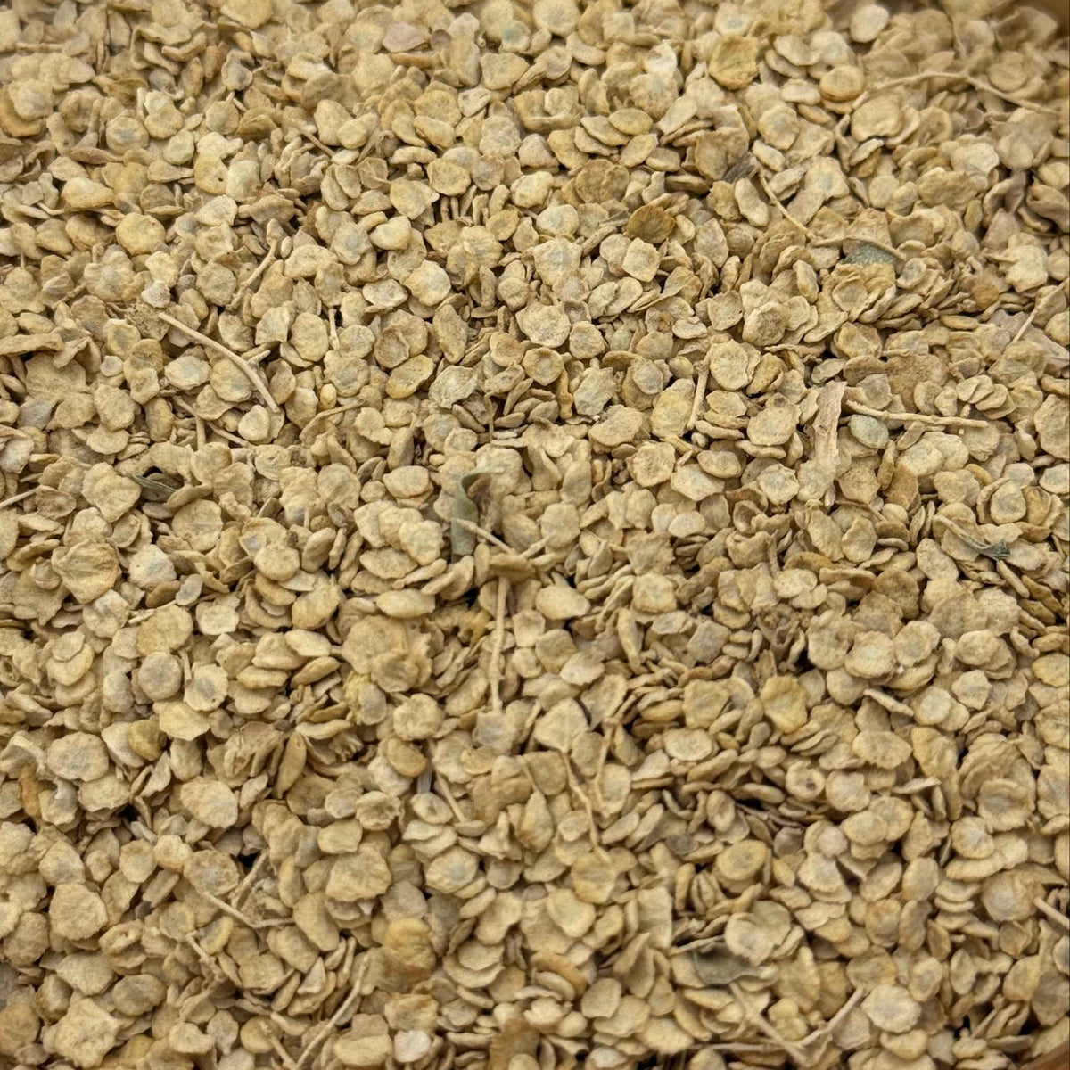 Atriplex lentiformis - Quailbush seed closeup