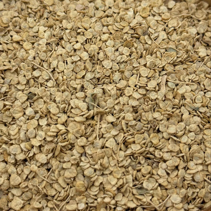 Atriplex lentiformis - Quailbush seed closeup