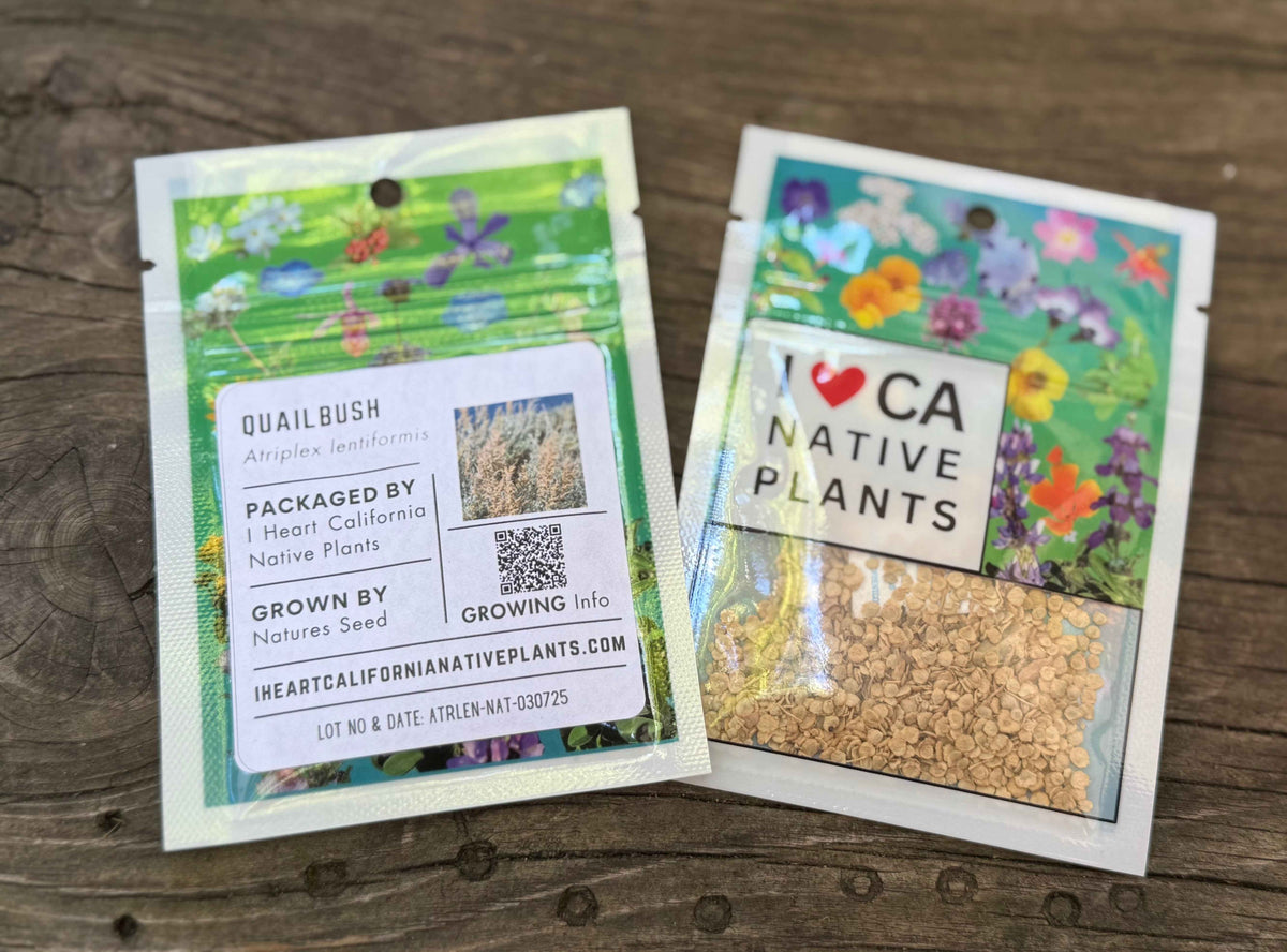 Atriplex lentiformis - Quailbush seed packets