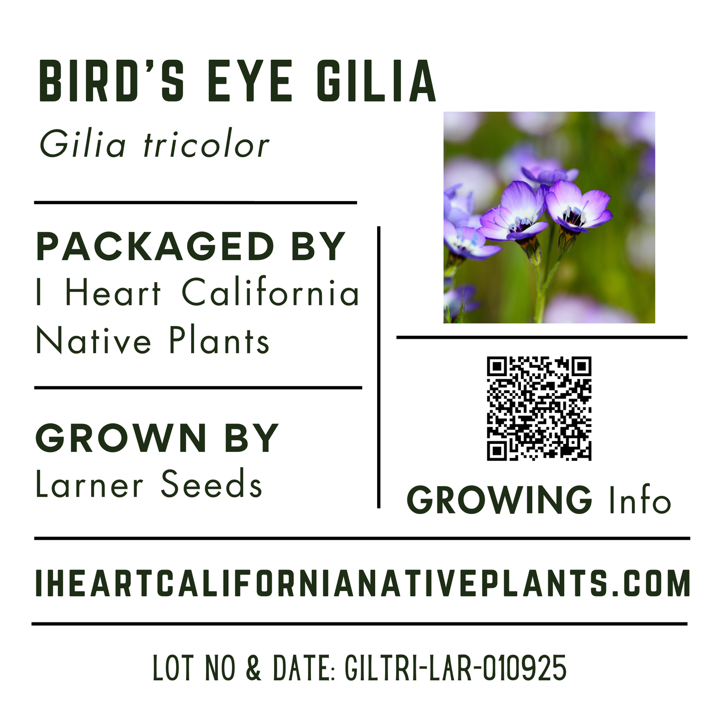 Bird's Eye Gilia (Gilia tricolor)