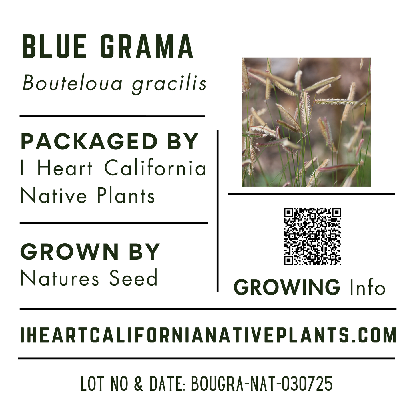 Blue Grama (Bouteloua gracilis)