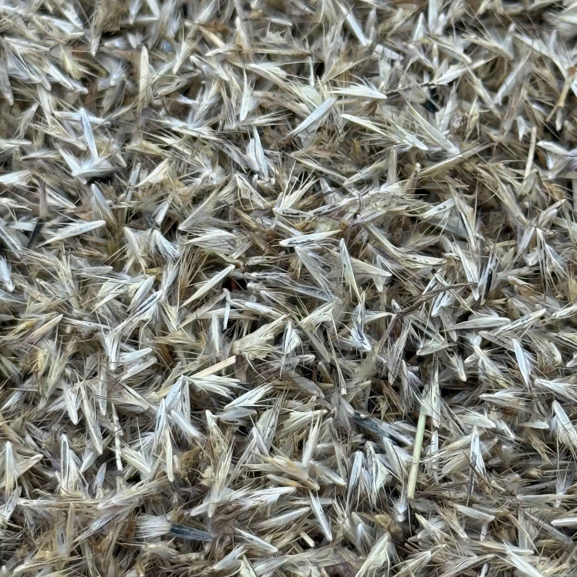 Bouteloua gracilis - Blue Grama seed closeup