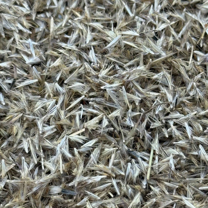 Bouteloua gracilis - Blue Grama seed closeup