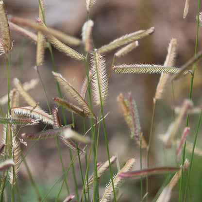 Blue Grama (Bouteloua gracilis)