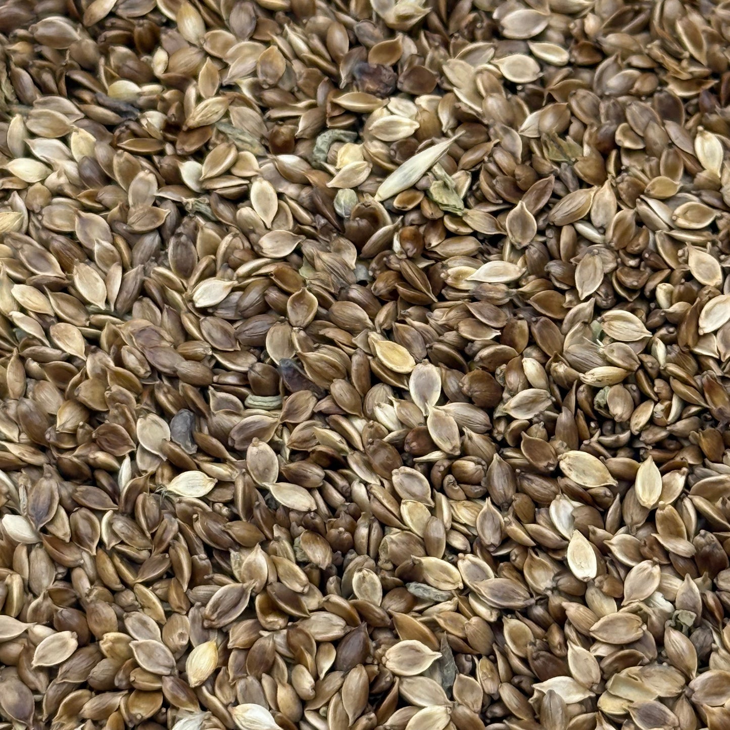 Carex praegracilis - Slender Sedge