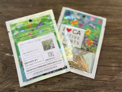 California Brome (Bromus sitchensis var. carinatus)