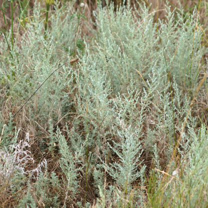 California Sagebrush (Artemisia californica)