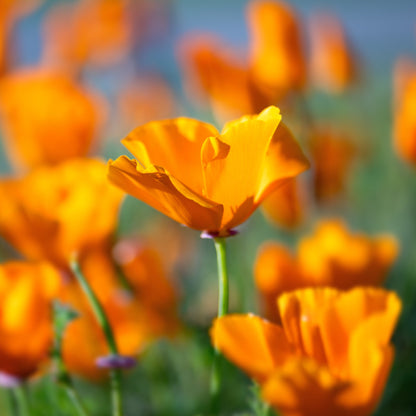 California Poppy (Eschscholzia californica)