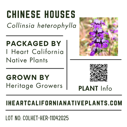 Collinsia heterophylla - Chinese Houses