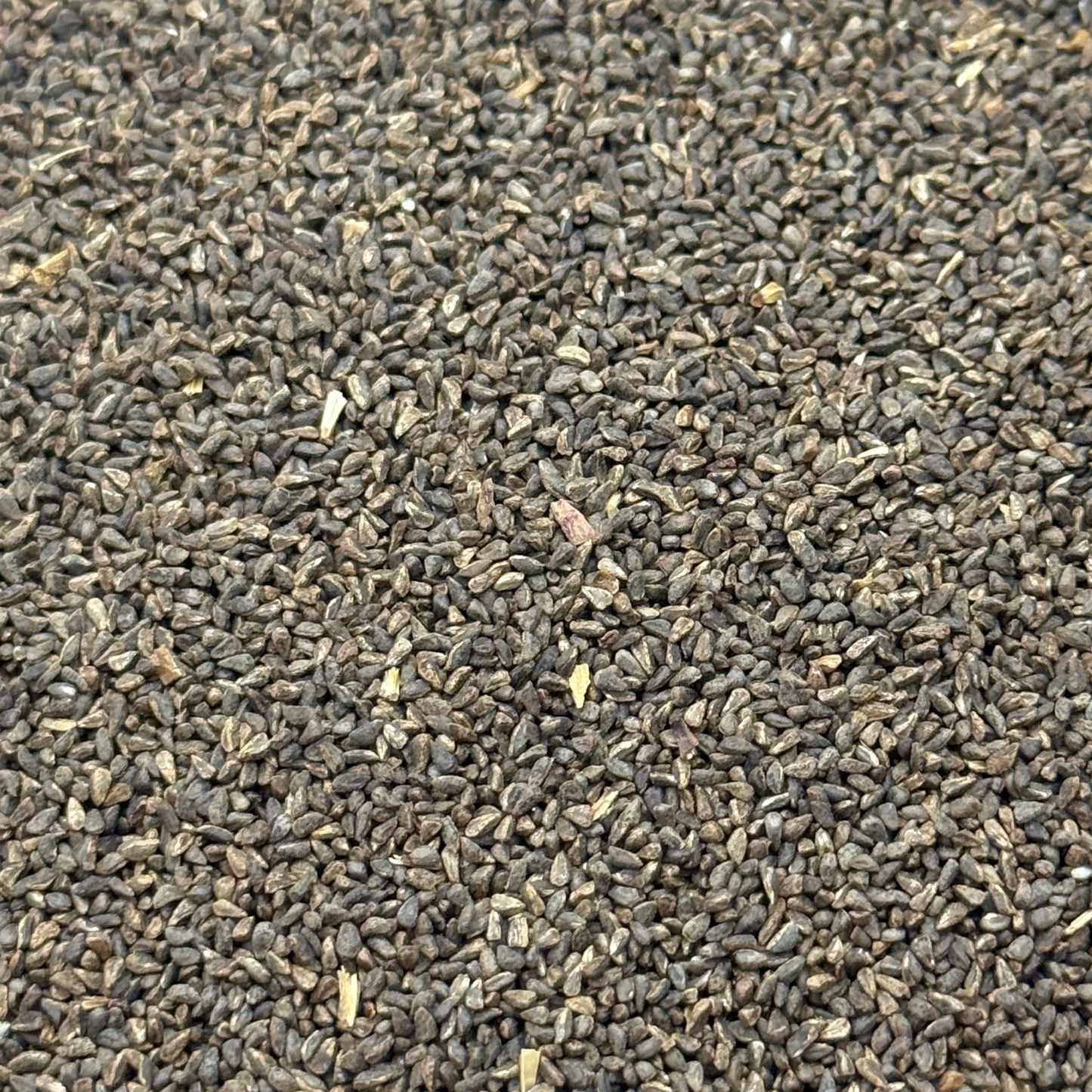 Clarkia amoena - Farewell to Spring