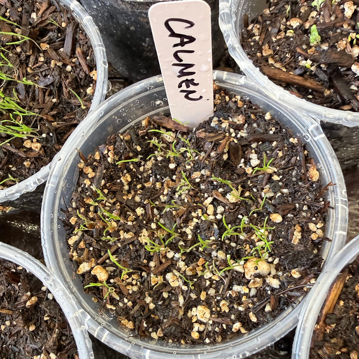 Calandrinia menziesii - Redmaids