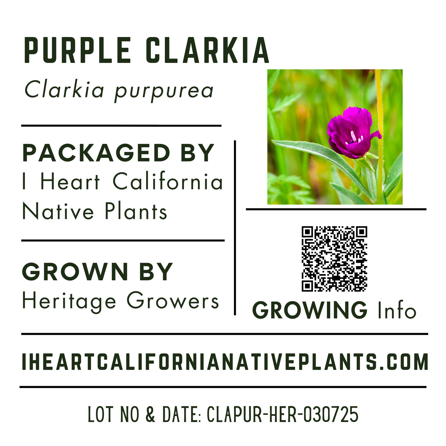 Purple clarkia (Clarkia purpurea)