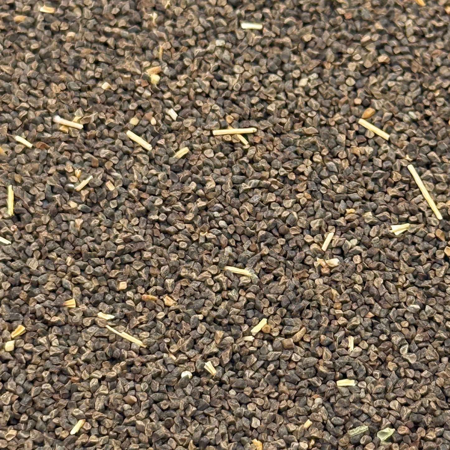 Clarkia purpurea - Purple clarkia