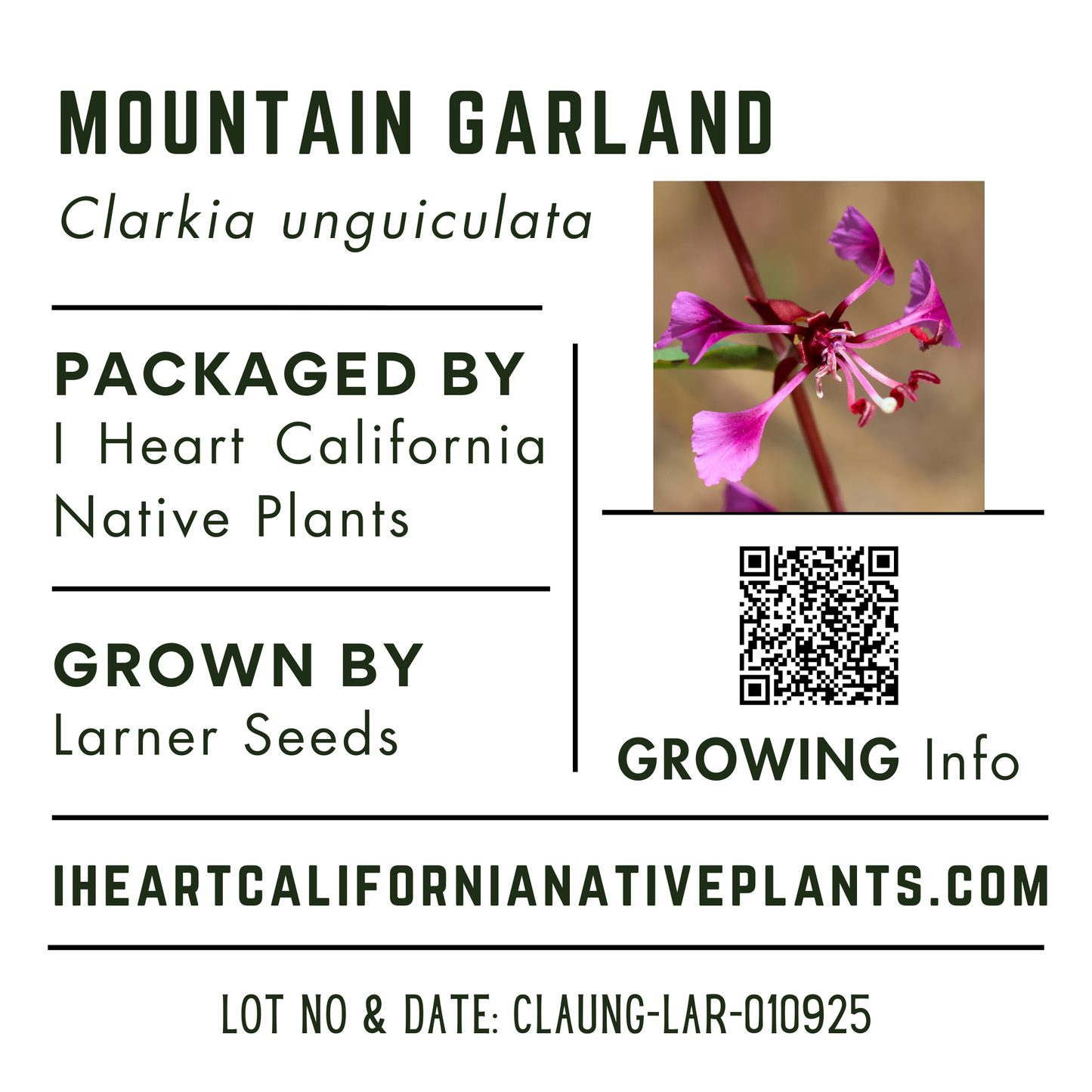 Mountain Garland (Clarkia unguiculata)