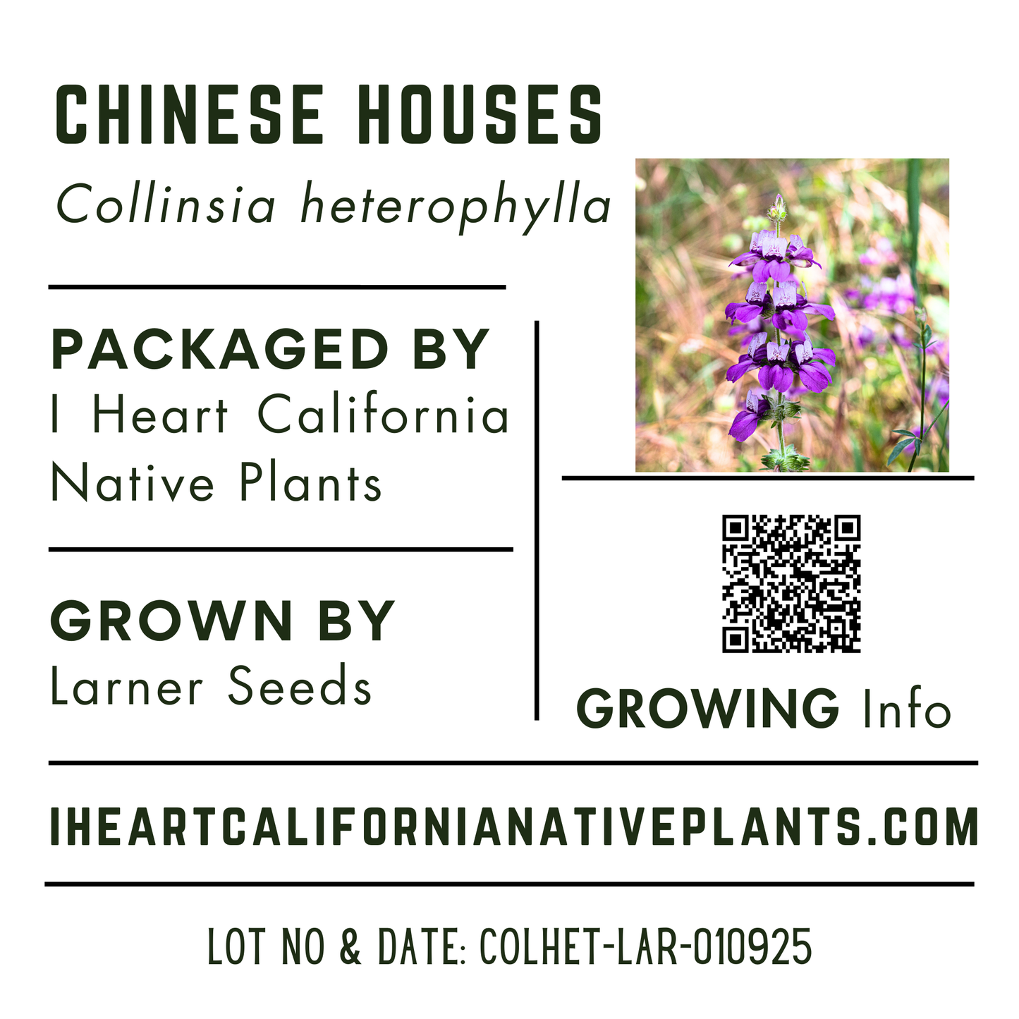 Chinese Houses (Collinsia heterophylla)