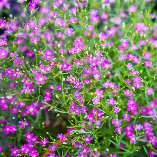 Calandrinia menziesii - Redmaids