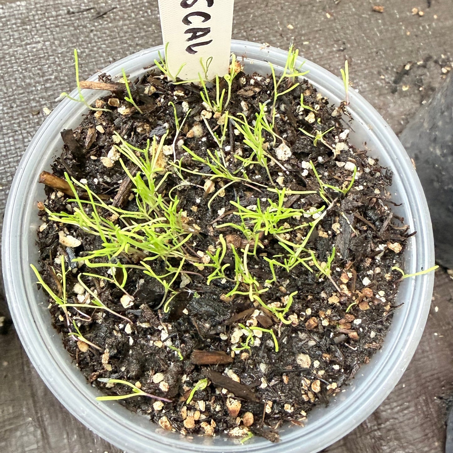 California goldfield seedlings