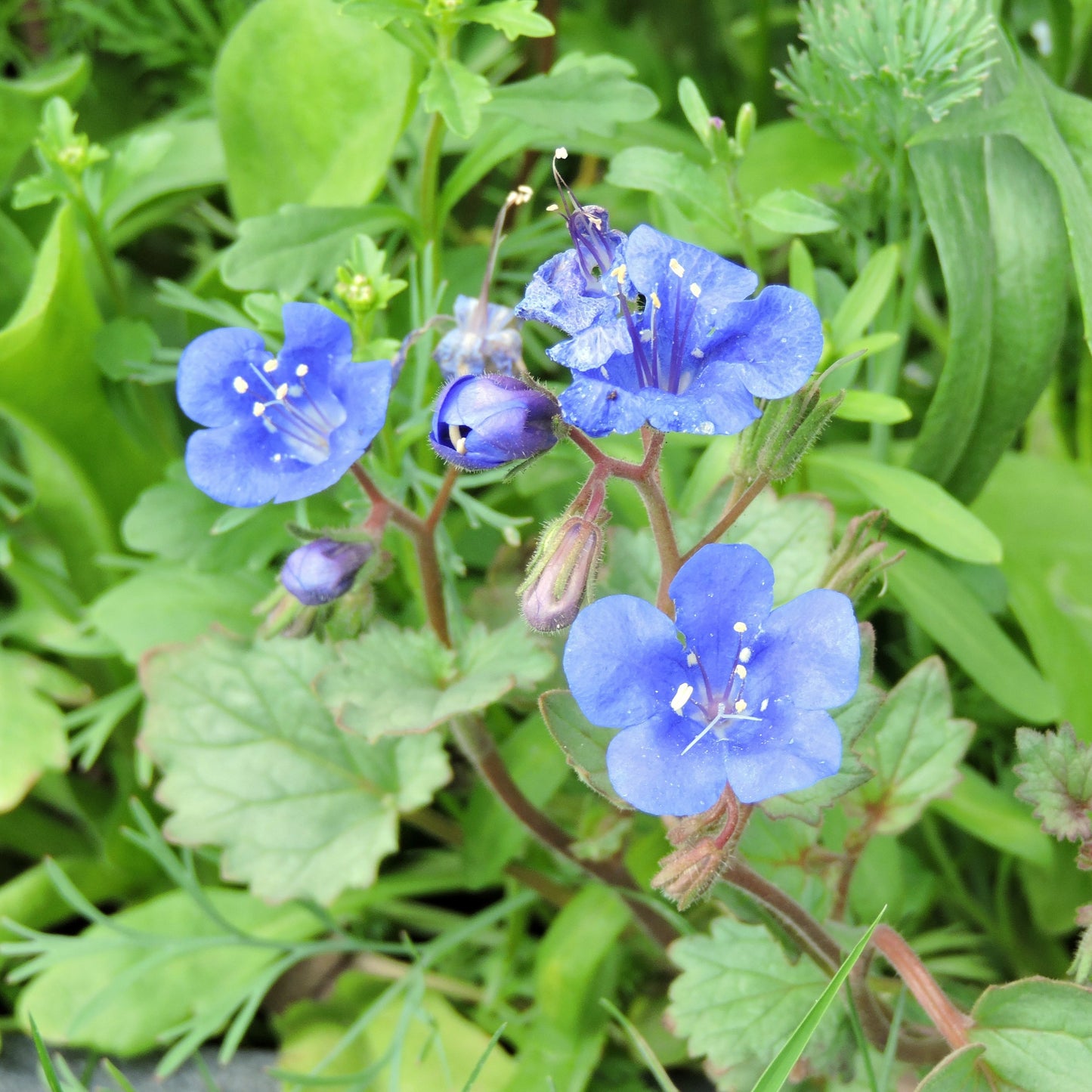 California Bluebells (Phacelia campanularia)