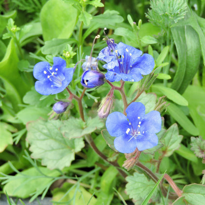 California Bluebells (Phacelia campanularia)