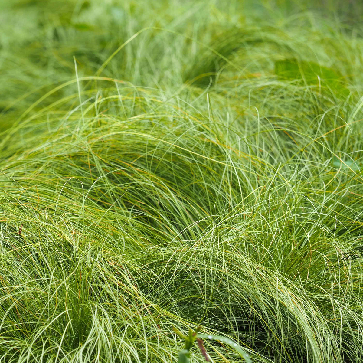 Carex praegracilis - Slender Sedge