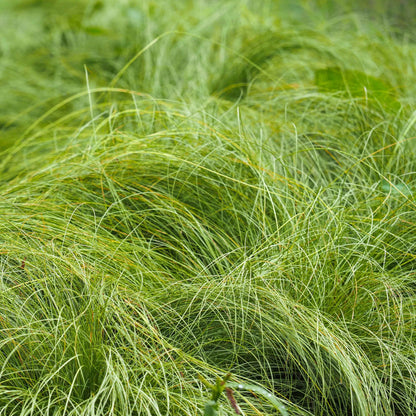 Carex praegracilis - Slender Sedge