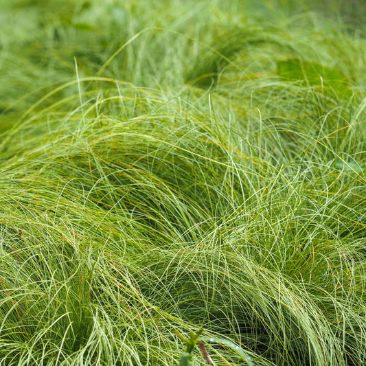 Carex praegracilis - Slender Sedge