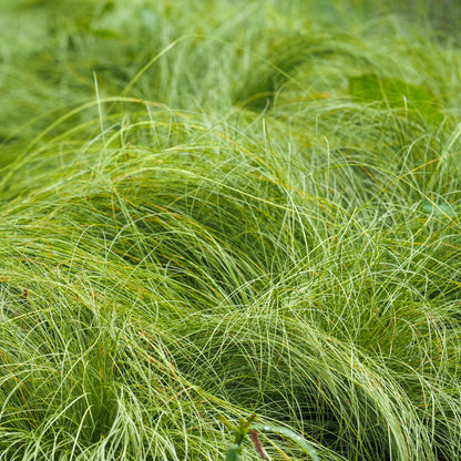 Slender Sedge (Carex praegracilis)