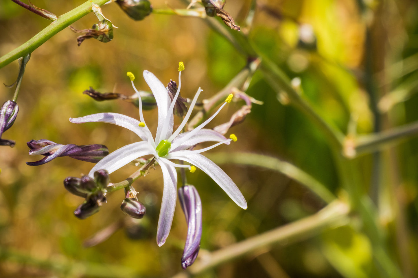 Soap Lily (Chlorogalum pomeridianum)