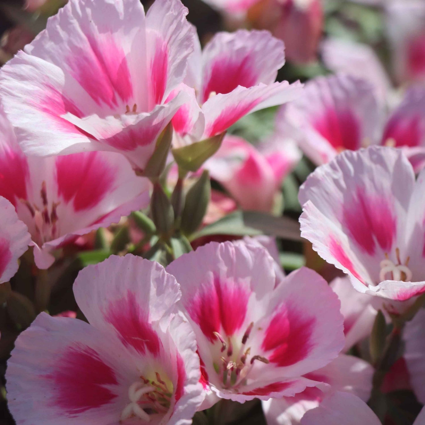 Clarkia amoena - Farewell to Spring