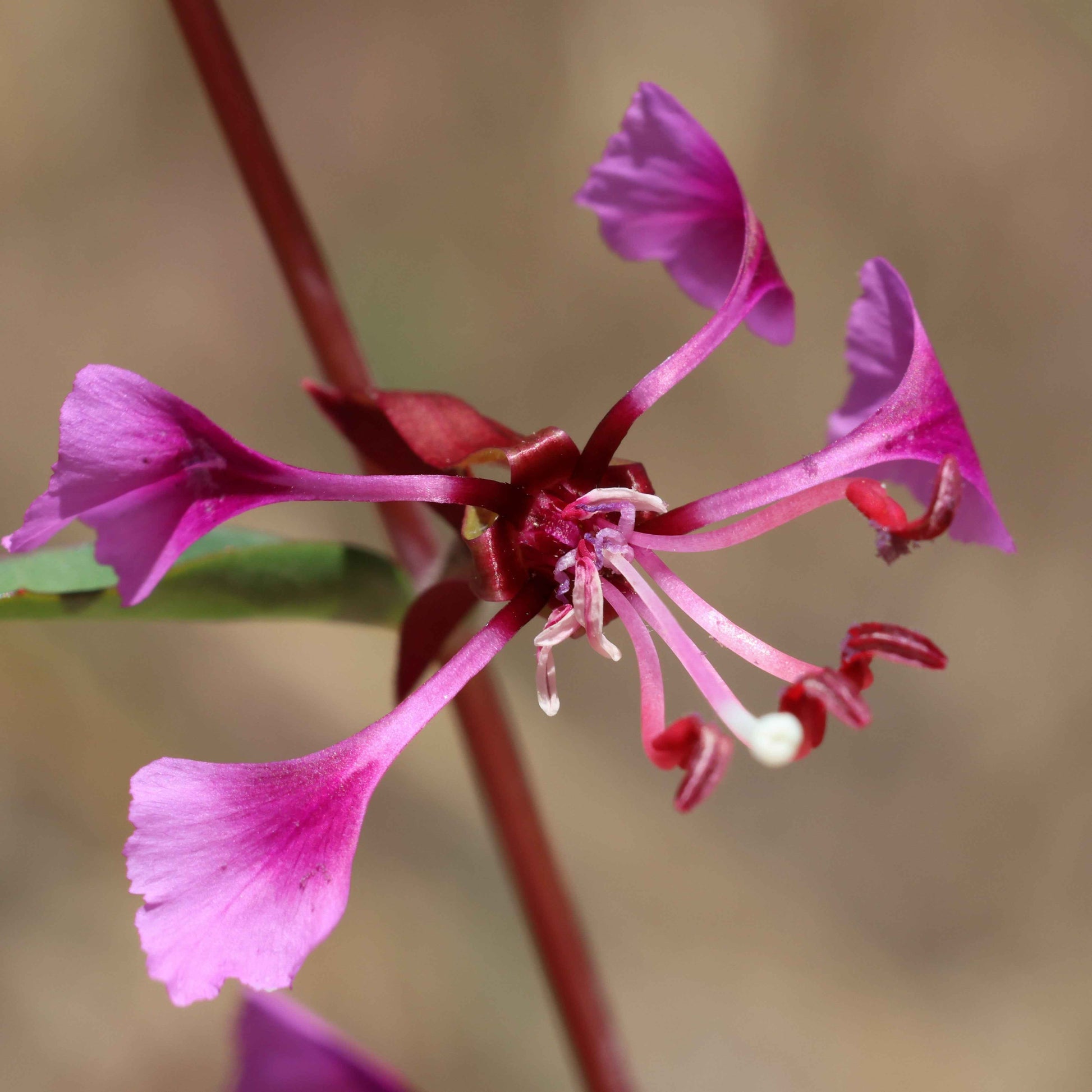 Clarkia unguiculata - Mountain Garland