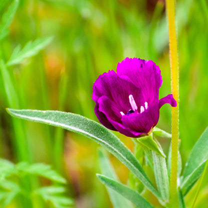 Purple clarkia (Clarkia purpurea)