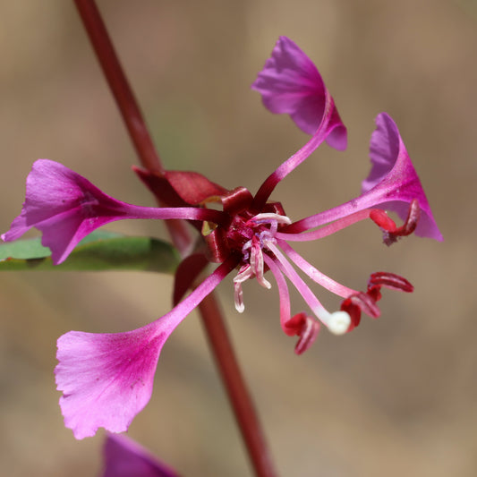 Mountain Garland (Clarkia unguiculata)