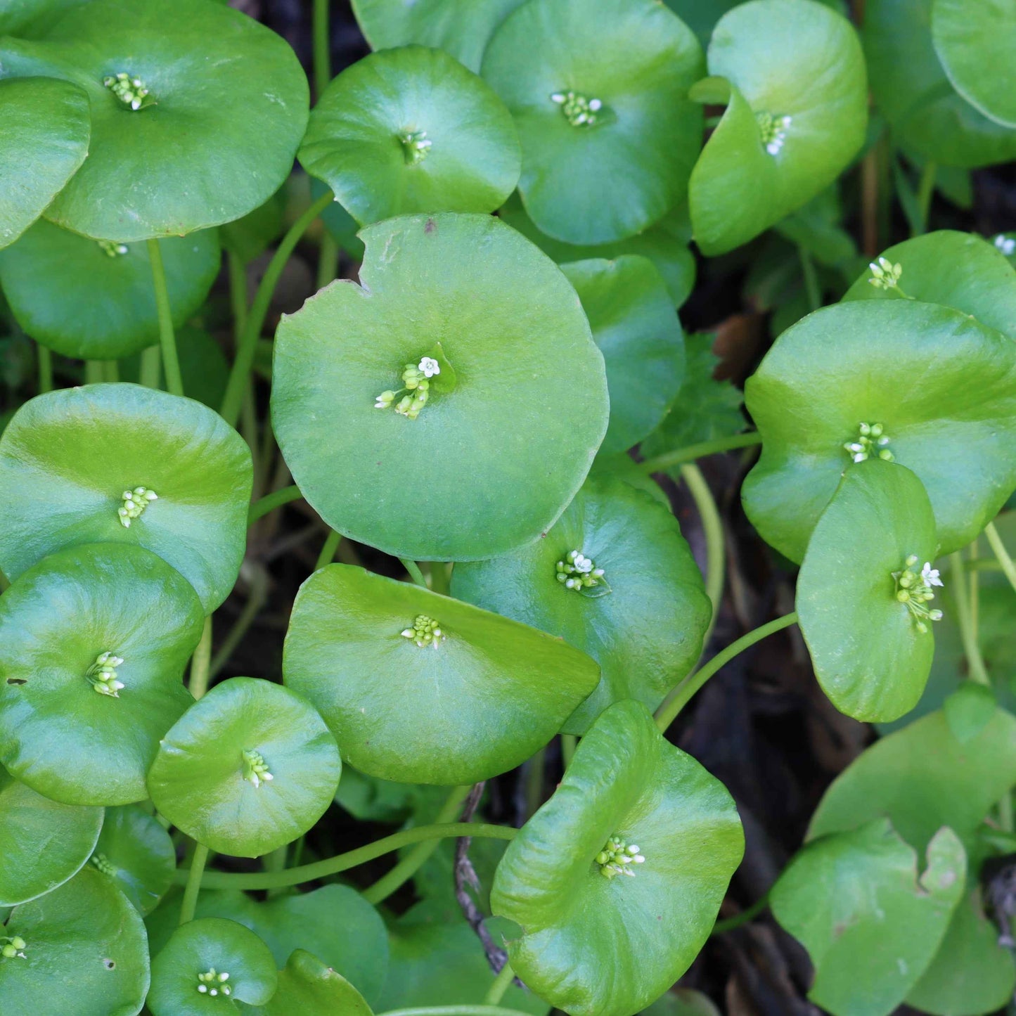 Claytonia perfoliata - Miner's lettuce