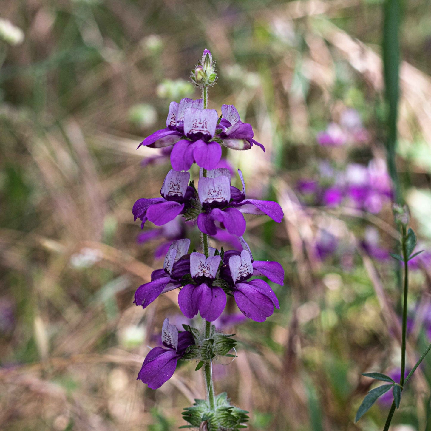 Collinsia heterophylla - Chinese Houses