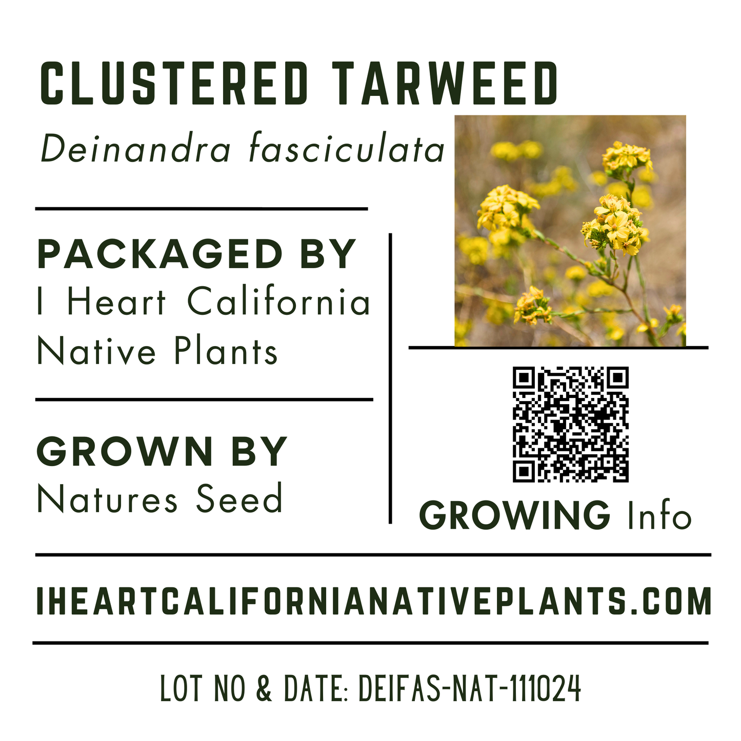 Clustered Tarweed (Deinandra fasciculata)